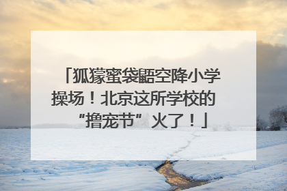 狐獴蜜袋鼯空降小学操场！北京这所学校的“撸宠节”火了！