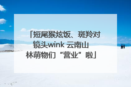 短尾猴炫饭、斑羚对镜头wink 云南山林萌物们“营业”啦