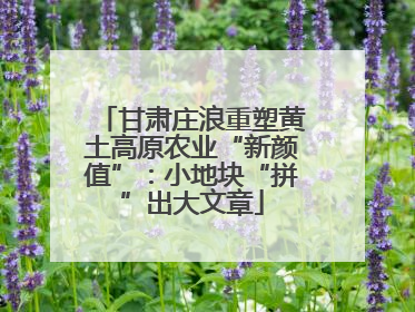 甘肃庄浪重塑黄土高原农业“新颜值”：小地块“拼”出大文章