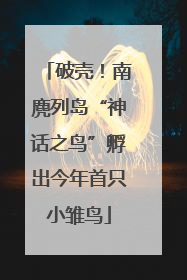 破壳！南麂列岛“神话之鸟”孵出今年首只小雏鸟