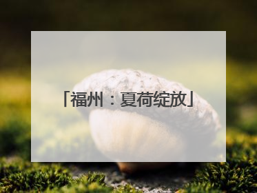 福州：夏荷绽放