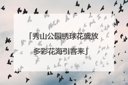 秀山公园绣球花盛放 多彩花海引客来