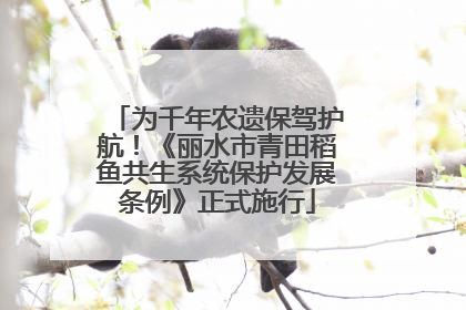 为千年农遗保驾护航！《丽水市青田稻鱼共生系统保护发展条例》正式施行