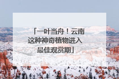 一叶当舟！云南这种神奇植物进入最佳观赏期
