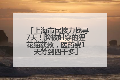 上海市民接力找寻7天！脸被射穿的狸花猫获救，医药费1天筹到四千多