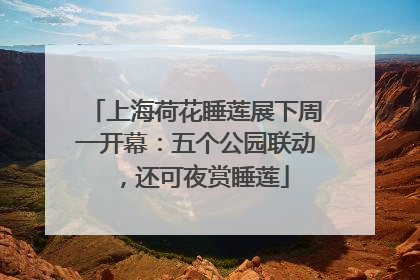 上海荷花睡莲展下周一开幕：五个公园联动，还可夜赏睡莲
