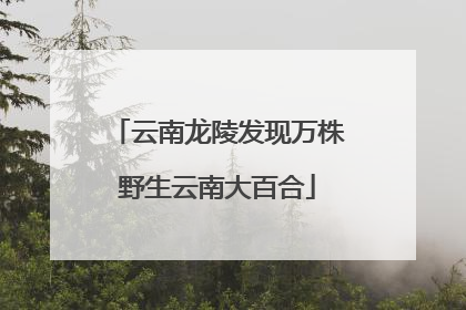 云南龙陵发现万株野生云南大百合