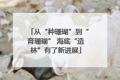 从“种珊瑚”到“育珊瑚” 海底“造林”有了新进展