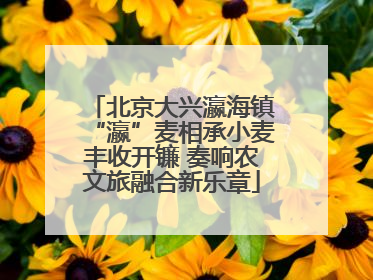 北京大兴瀛海镇“瀛”麦相承小麦丰收开镰 奏响农文旅融合新乐章