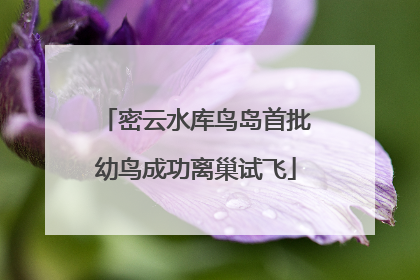密云水库鸟岛首批幼鸟成功离巢试飞