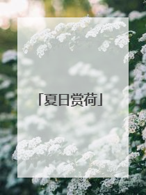 夏日赏荷