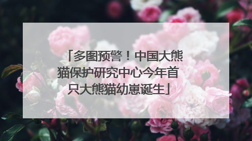 多图预警！中国大熊猫保护研究中心今年首只大熊猫幼崽诞生