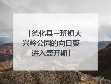 德化县三班镇大兴岭公园的向日葵进入盛开期
