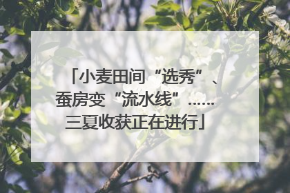 小麦田间“选秀”、蚕房变“流水线”……三夏收获正在进行