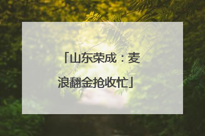 山东荣成：麦浪翻金抢收忙