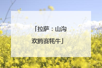 拉萨：山沟欢腾赛牦牛