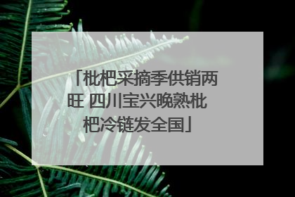 枇杷采摘季供销两旺 四川宝兴晚熟枇杷冷链发全国