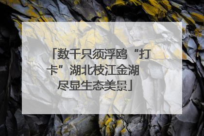 数千只须浮鸥“打卡”湖北枝江金湖 尽显生态美景