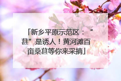 新乡平原示范区：“葚”是诱人！黄河滩百亩桑葚等你来采摘
