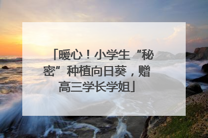 暖心！小学生“秘密”种植向日葵，赠高三学长学姐