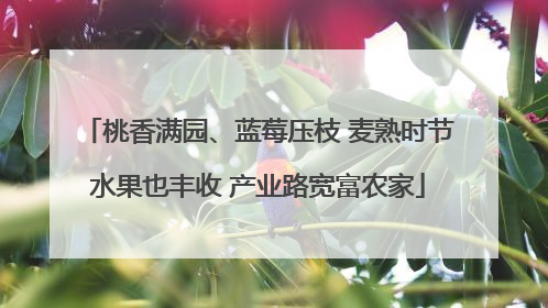 桃香满园、蓝莓压枝 麦熟时节水果也丰收 产业路宽富农家