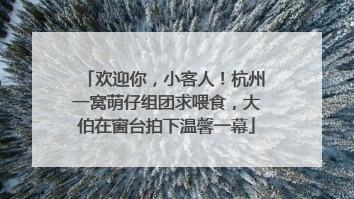 欢迎你，小客人！杭州一窝萌仔组团求喂食，大伯在窗台拍下温馨一幕