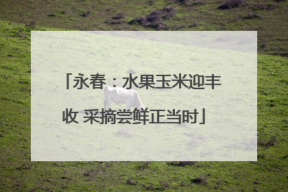 永春：水果玉米迎丰收 采摘尝鲜正当时