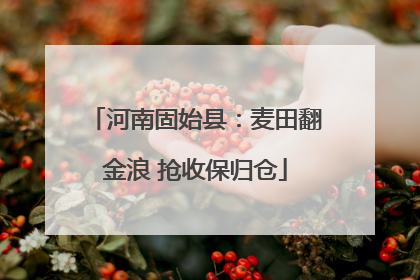 河南固始县：麦田翻金浪 抢收保归仓