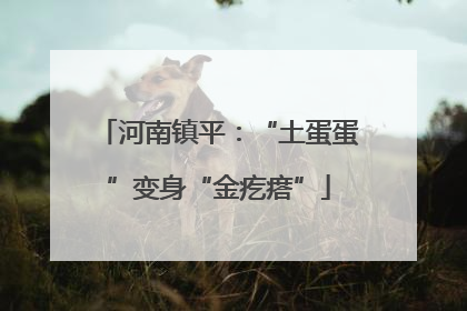 河南镇平：“土蛋蛋”变身“金疙瘩”