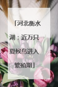 河北衡水湖：近万只夏候鸟进入繁殖期