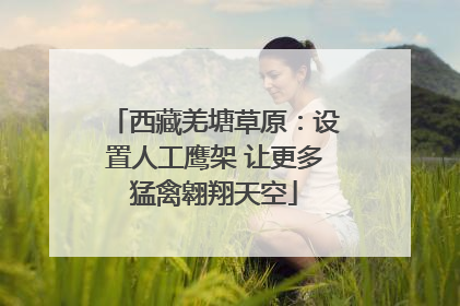 西藏羌塘草原：设置人工鹰架 让更多猛禽翱翔天空