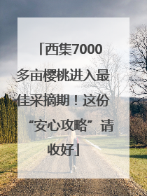 西集7000多亩樱桃进入最佳采摘期！这份“安心攻略”请收好