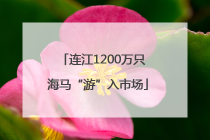 连江1200万只海马“游”入市场