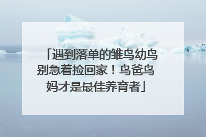 遇到落单的雏鸟幼鸟别急着捡回家！鸟爸鸟妈才是最佳养育者