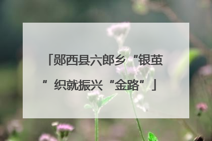 郧西县六郎乡“银茧”织就振兴“金路”