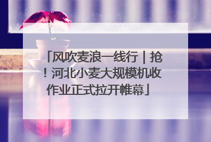 风吹麦浪一线行｜抢！河北小麦大规模机收作业正式拉开帷幕