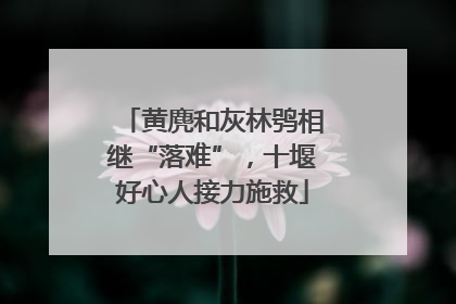 黄麂和灰林鸮相继“落难”，十堰好心人接力施救