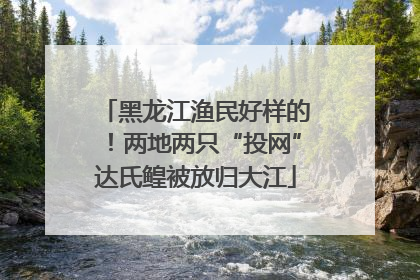 黑龙江渔民好样的！两地两只“投网”达氏鳇被放归大江
