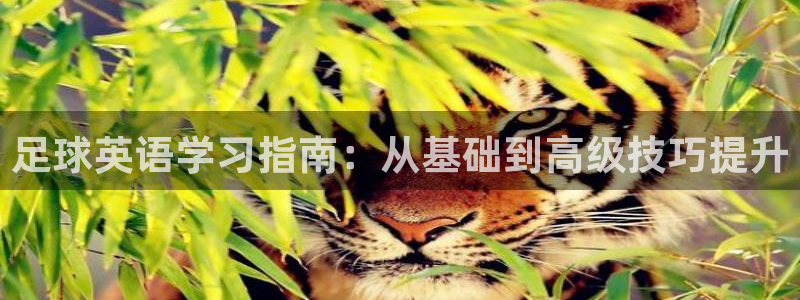01体育app官网下载安卓：足球英语学习指南：从基础到高级技巧提升